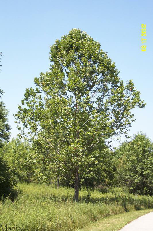 American Sycamore Tree