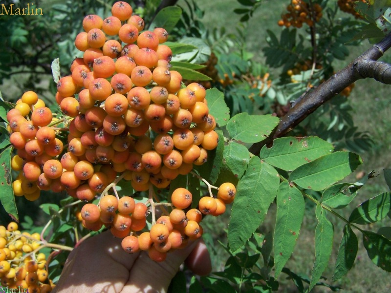 American Mountain-Ash berries