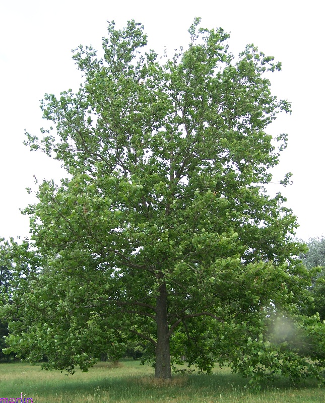 American Sycamore