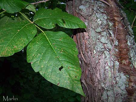 poison ivy vine in winter | quiharsodic