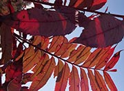 Smooth Sumac - Rhus glabra