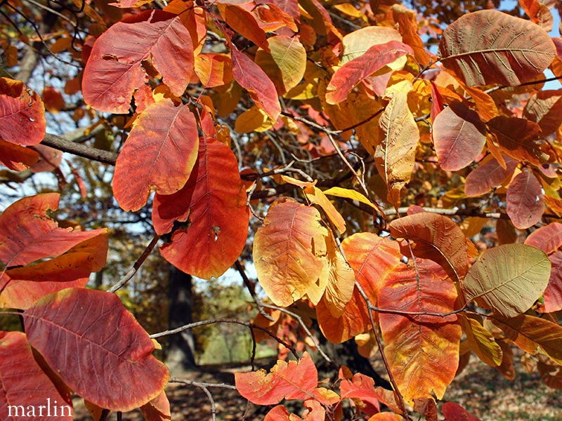 American Smoke Tree Foliage