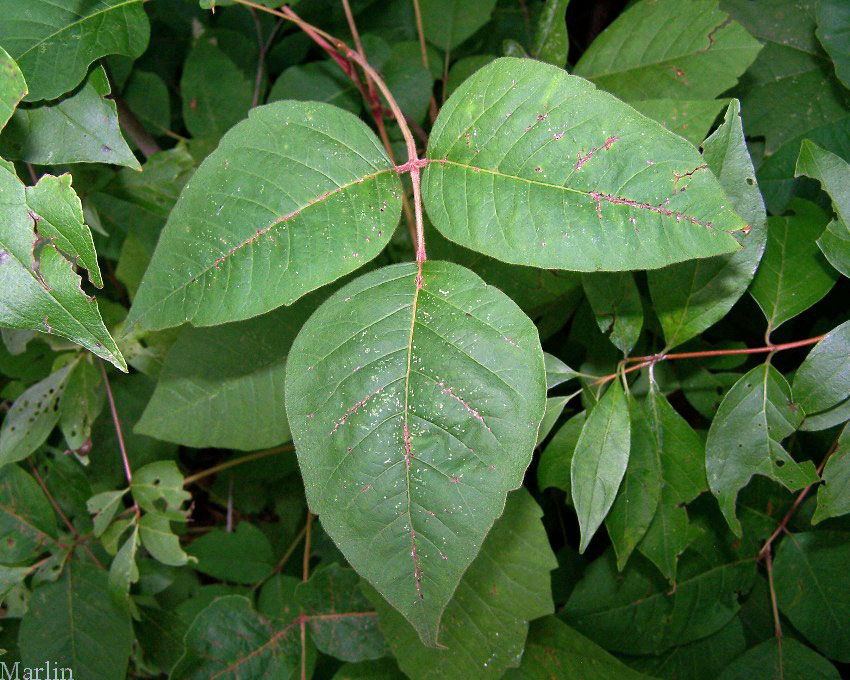 Poison Ivy - Toxicodendron radicans