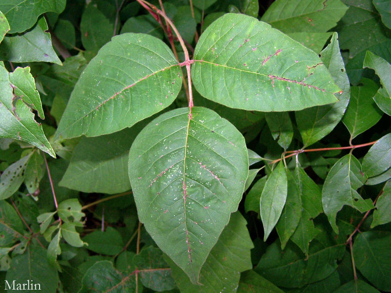 "Leaves of Three, Leave it Be"