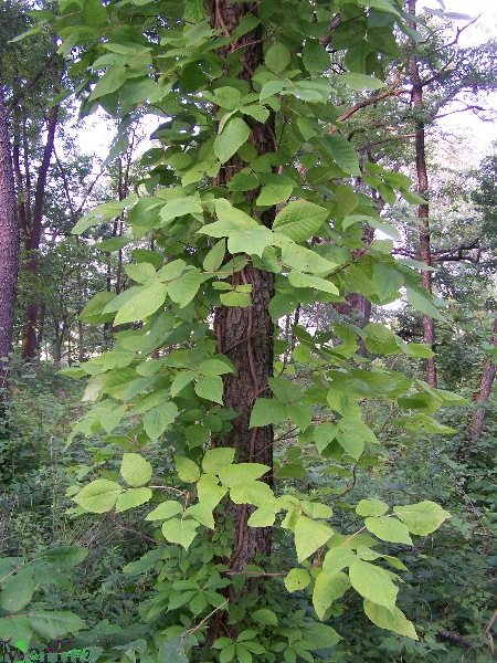 poison ivy plants pictures. Poison Ivy as Climbing Vine
