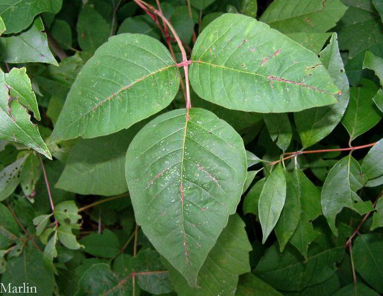 Poison Ivy Three Leaves