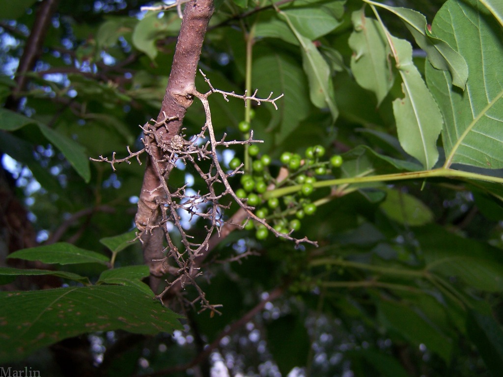 Poison Ivy Aerial Rootlets
