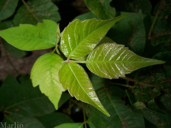 Poison Ivy New Leaflets