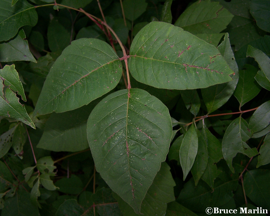 Poison Ivy Three Leaves