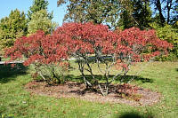 Shining Sumac - Rhus copallina var. latifolia