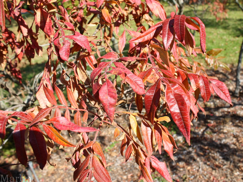Shining Sumac - Rhus copallina var. latifolia