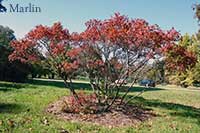 Shining Sumac - Rhus copallina