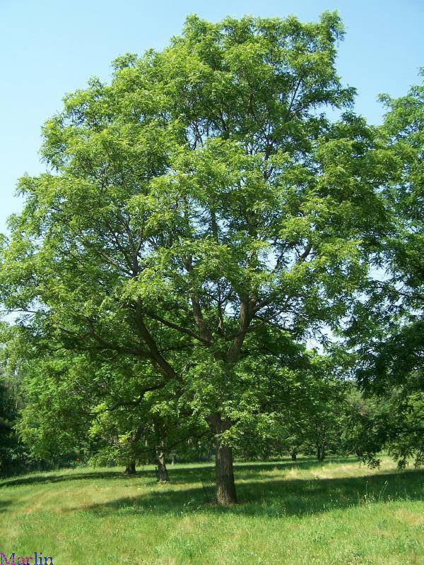Arizona Walnut Tree