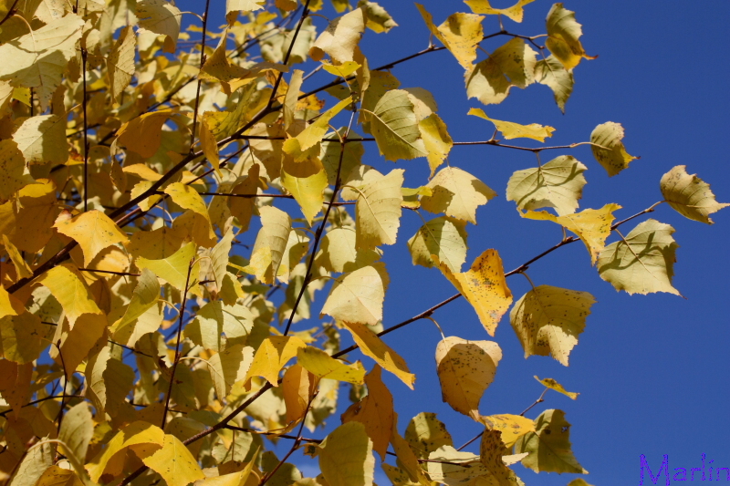 Asian White Birch Autumn Foliage