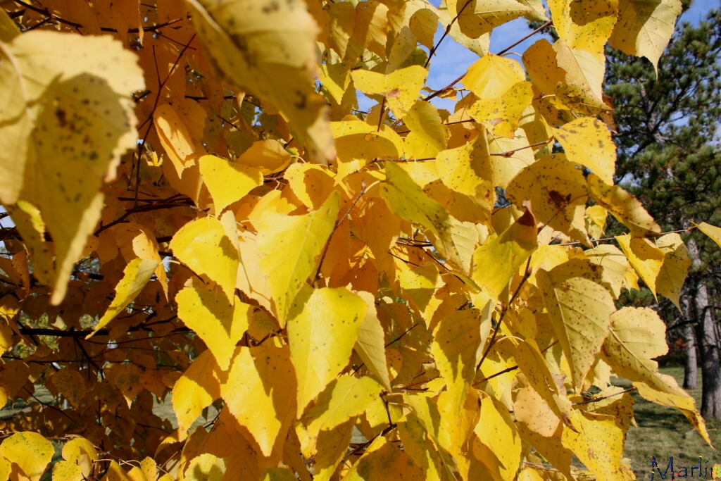 Asian White Birch