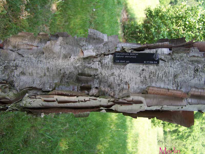 Dahurian Birch Bark