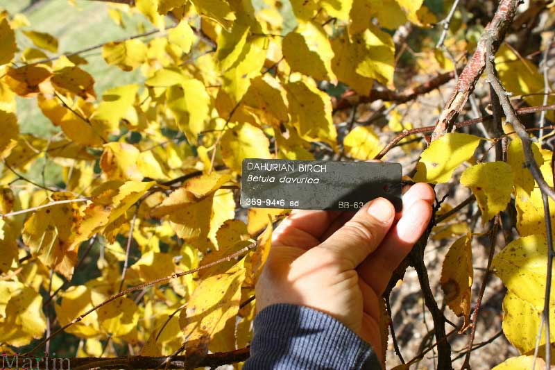 Dahurian Birch Foliage