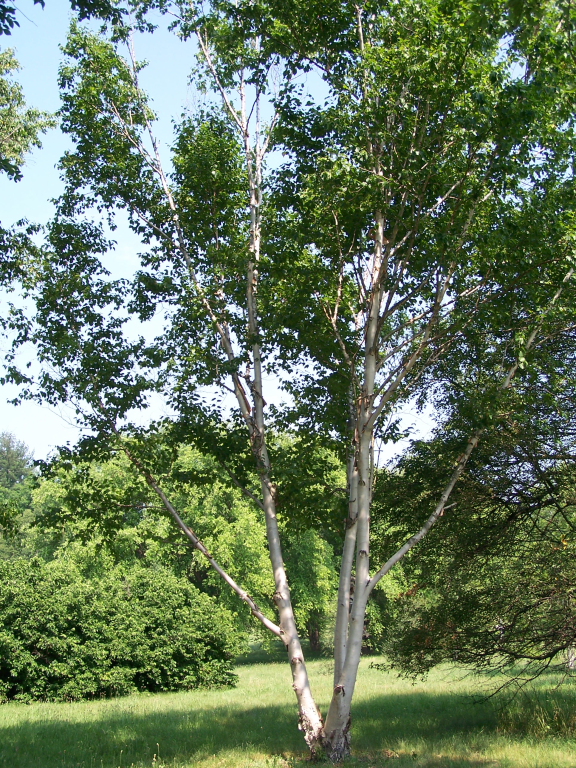 Dahurian Birch Habit