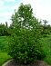Japanese White Birch - Betula platyphylla var. japonica