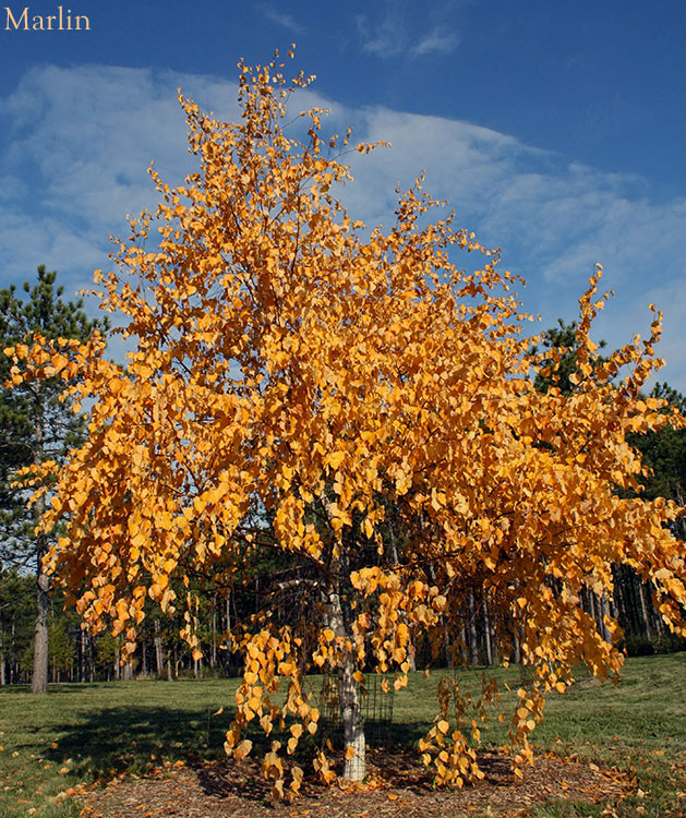 Manchurian Birch Habit