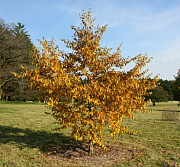 Schmidt's Birch - Betula schmidtii