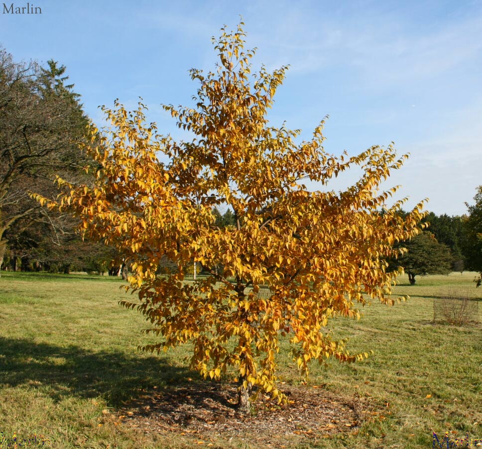 Schmidt's Birch habit