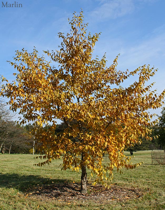 Schmidt's Birch - Betula schmidtii