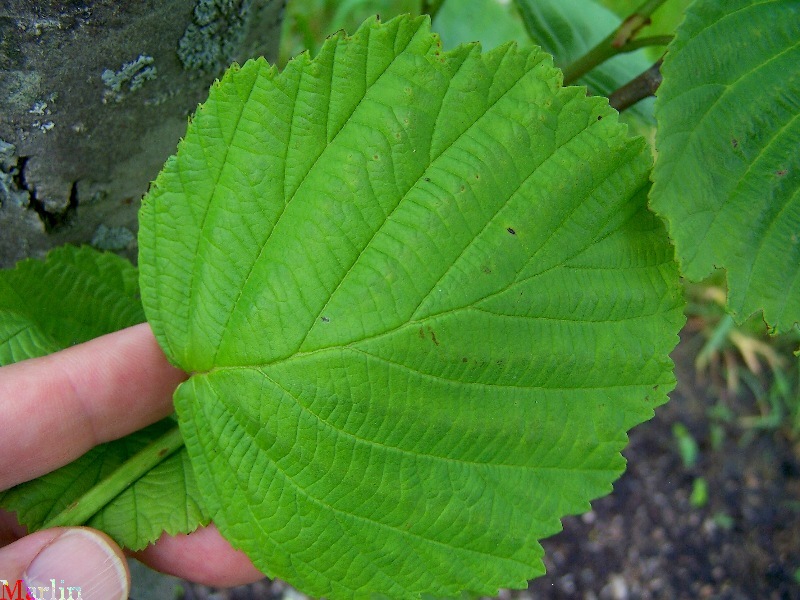 Siberian Alder - Alnus sibirica