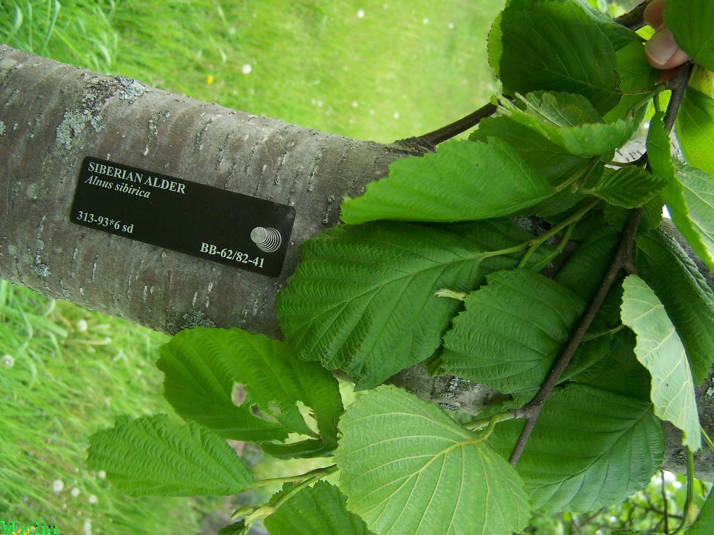 Siberian Alder - Alnus sibirica