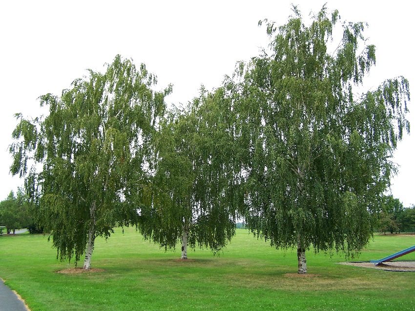 White Birch Trees