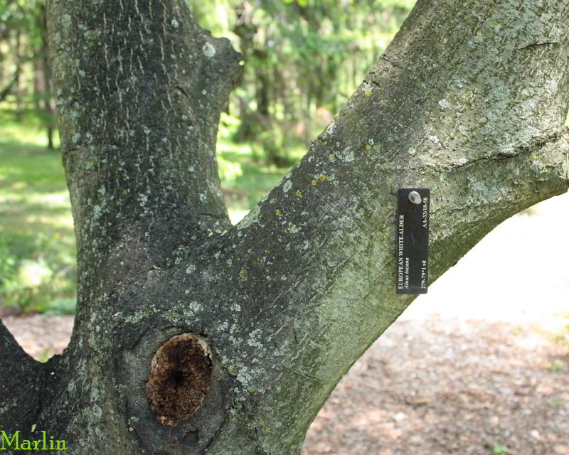 European White Alder Bark