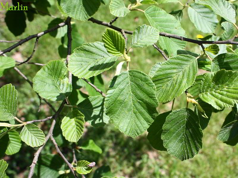 European White Alder Foliage