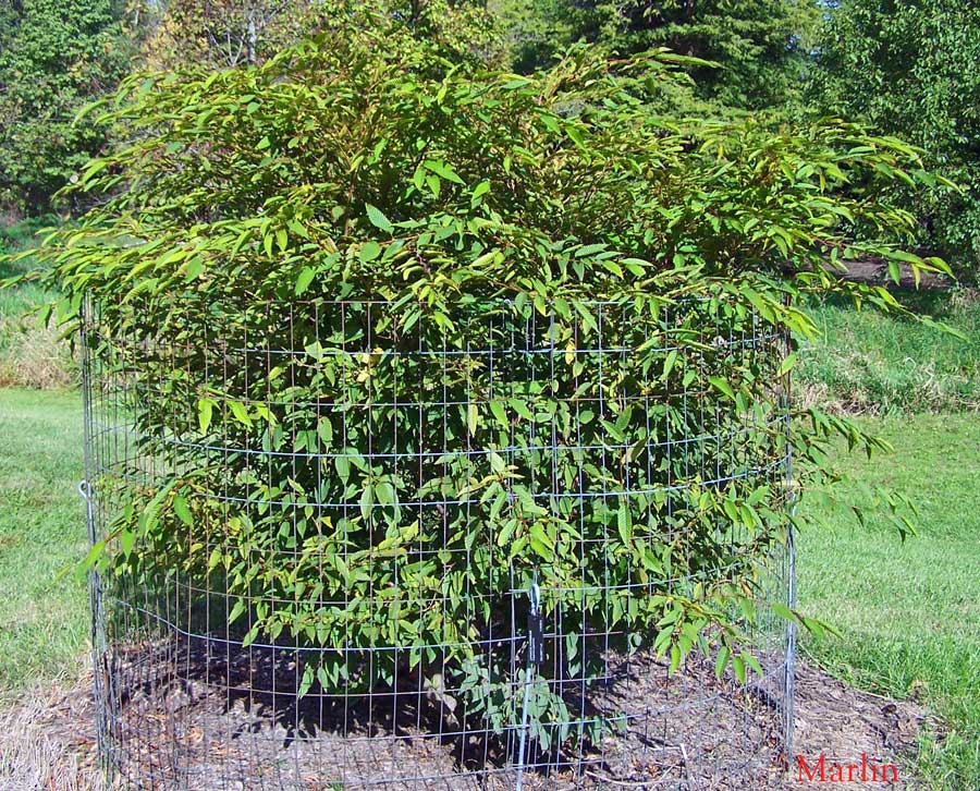 Japanese Hornbeam - Carpinus japonica