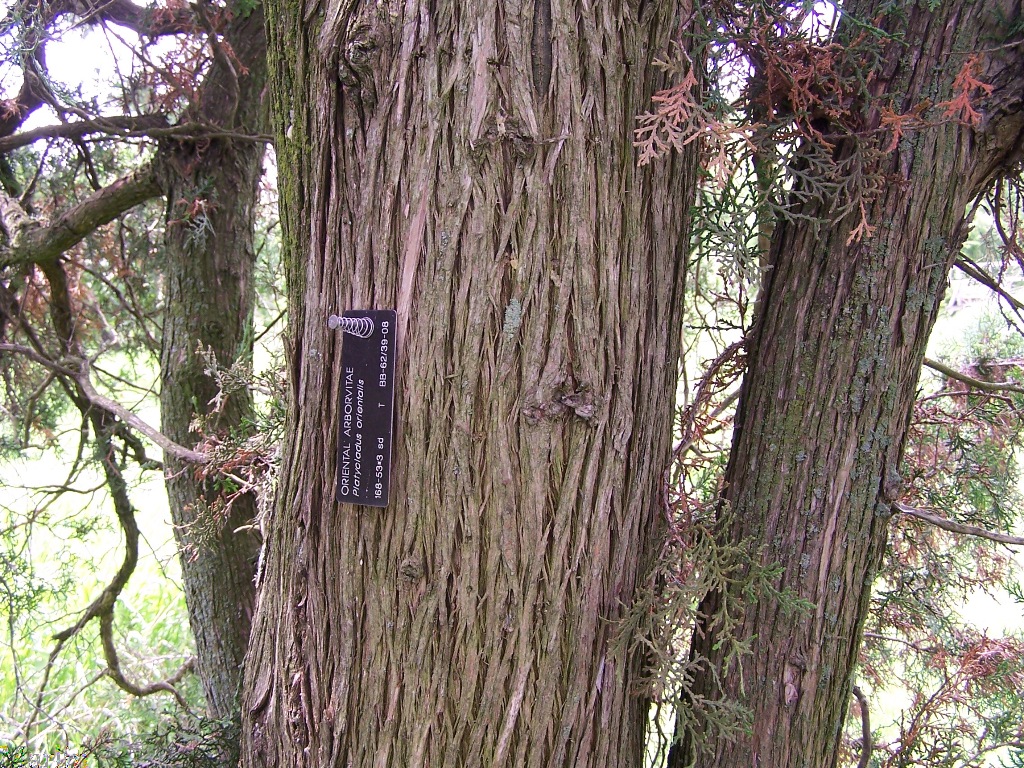 Oriental Arborvitae - Platycladus orientalis