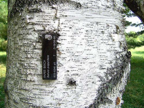 Tree Family Betulaceae - Alders, Birches, Hornbeams