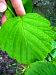 Siberian Alder - Alnus hirsuta var. sibirica