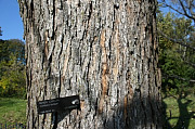 Bunge Catalpa - Catalpa bungei