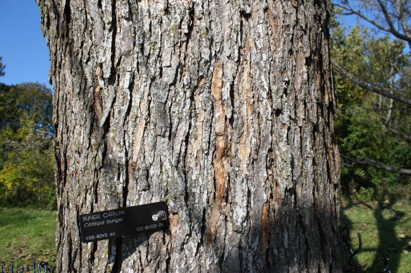 Bunge Catalpa