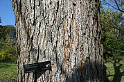 Bunge Catalpa