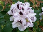 Calsap Rhododendron