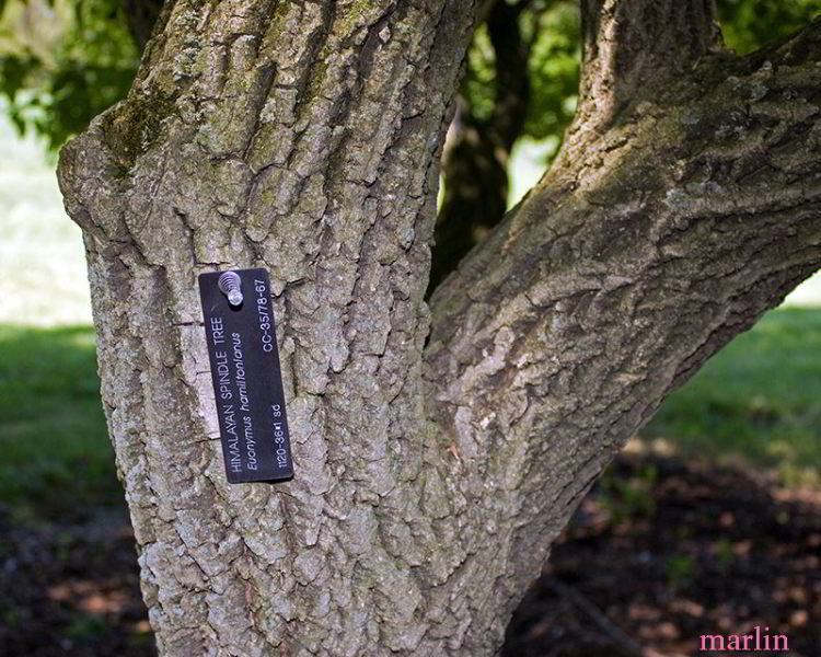 Himalayan Spindle Tree Bark