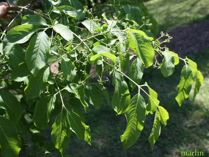 Himalayan Spindle Tree Foliage