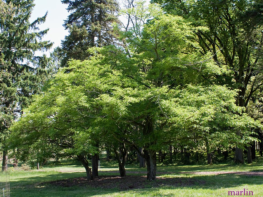 These Himalayan spindle trees, grown from seed, are 75 years old.