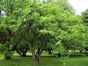 Spindle Tree - Euonymus nikoensis