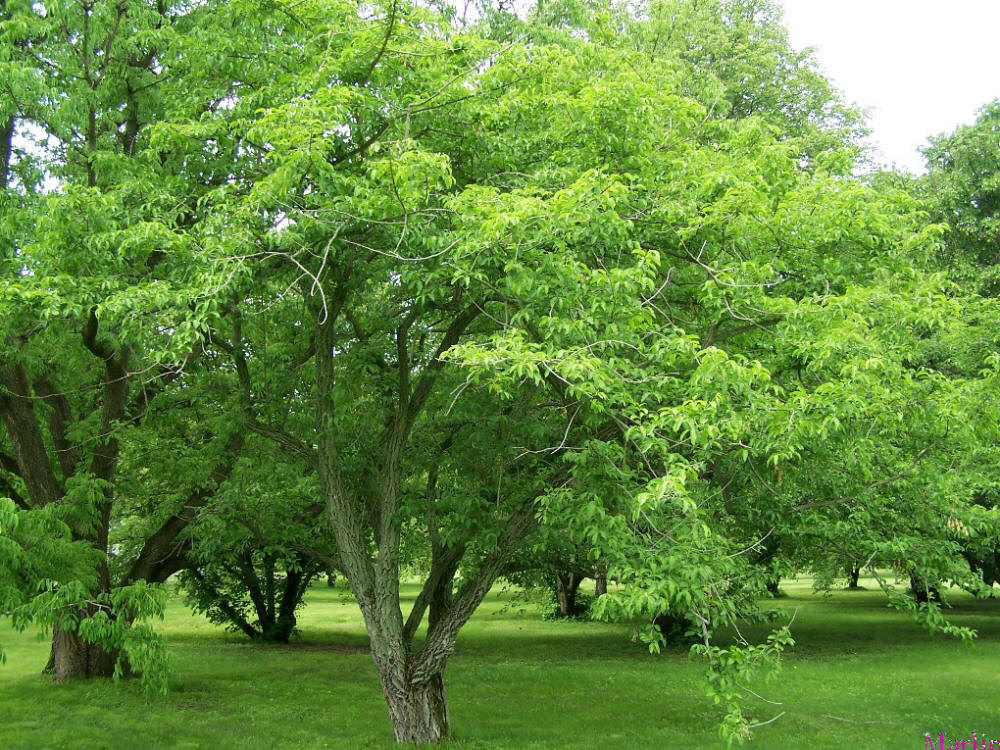 Spindle Tree Spindle Tree