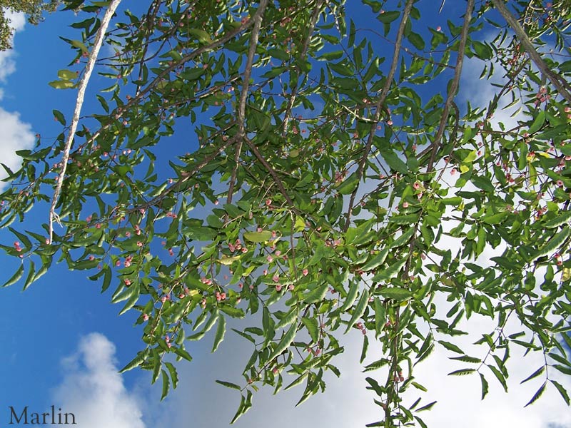 Spindle Tree - Euonymus nikoensis