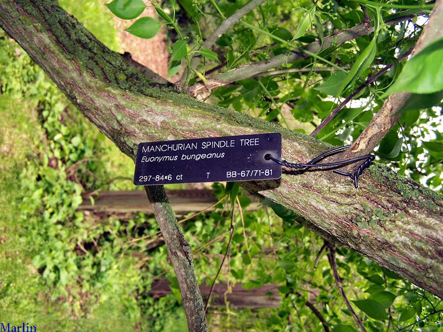 Manchurian spindle tree bark