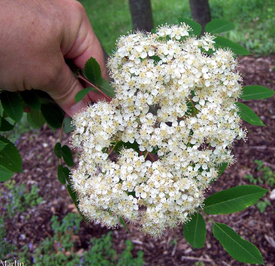 Chinese Mountain-ash