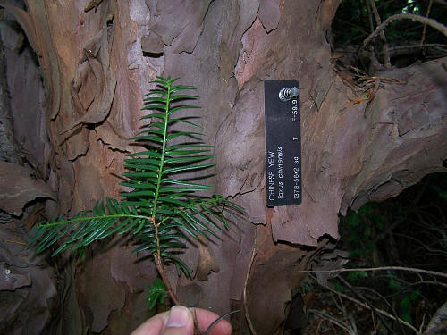 Tree Family Taxaceae - Yews