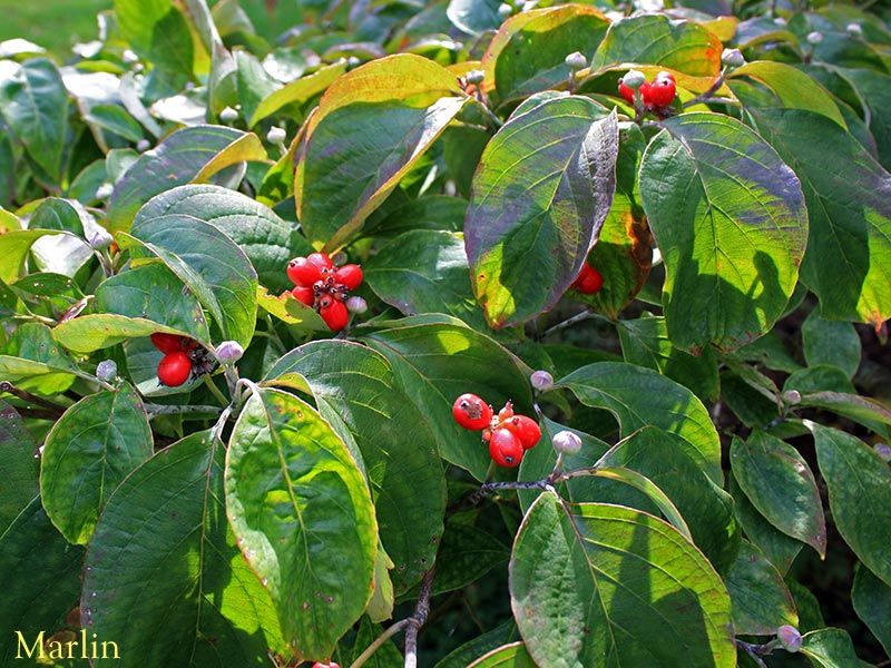 Flowering Dogwood berries